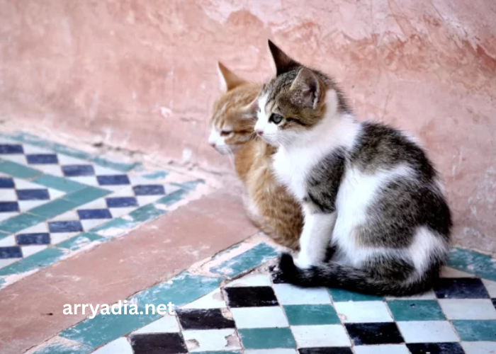 Chat Maroc en Ligne